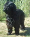 Click here for more detailed Briard breed information and available puppies, studs dogs, clubs and forums